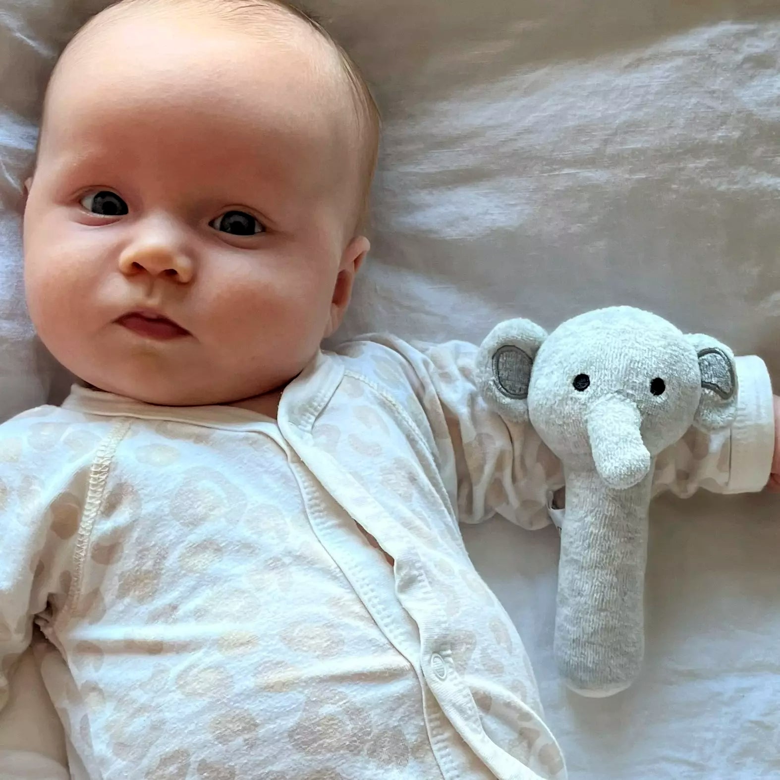 Skallra Grå Elefant